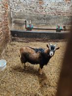 A vendre bouc, Animaux & Accessoires, Moutons, Chèvres & Cochons