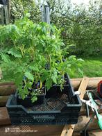 Tomatenplanten Gardeners Delight tomaten 30cm, Tuin en Terras, Halfschaduw, Lente, Ophalen, Groenteplanten