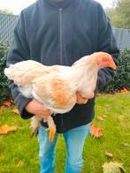 Brahma lemon pyle haan, Dieren en Toebehoren, Pluimvee, Mannelijk, Kip