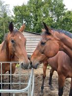 Paarden zadelmak maken, Dieren en Toebehoren, Ophalen of Verzenden