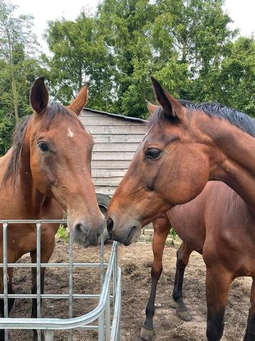 Paarden zadelmak maken beschikbaar voor biedingen