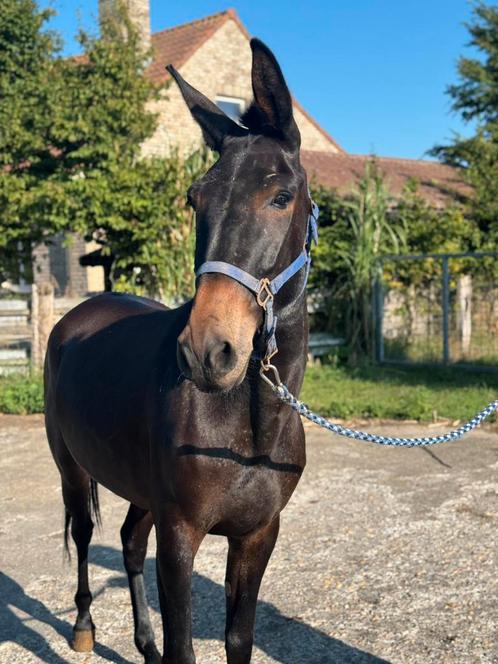 3 jarige muilezel licht zadelmak, Dieren en Toebehoren, Paarden, Zadelmak