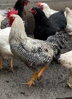 Jonge haan, Dieren en Toebehoren, Pluimvee, Mannelijk, Kip