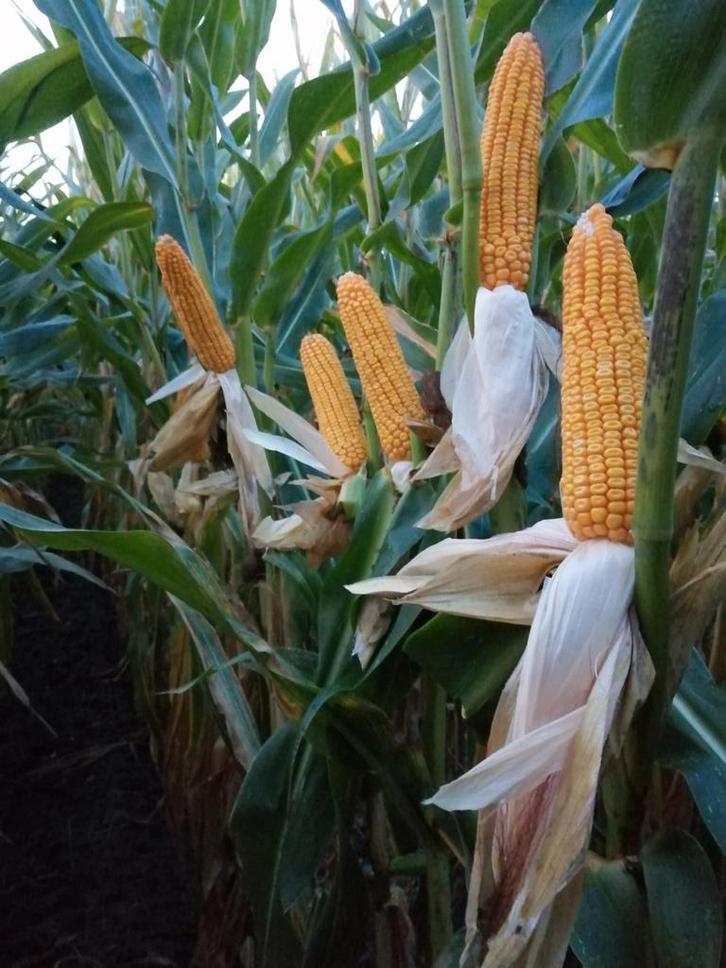 Mais balen bollen in plastiek, Zakelijke goederen, Landbouw | Veevoer, Ophalen