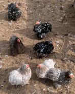 Cochin kriel kippen, Dieren en Toebehoren, Pluimvee