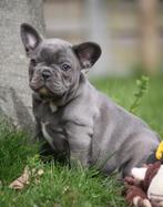 Chiot bouledogue français - gris/bleu, Parvovirose, Un chien, Belgique, 8 à 15 semaines