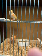 À vendre : paire de canaris en mosaïque de 2025 avec anneau, Animaux & Accessoires, Oiseaux | Canaris, Plusieurs animaux, Canari de couleur