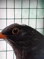 Merle noir mâle, 2025, Animaux & Accessoires, Oiseaux | Oiseaux Autre, Mâle
