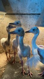 Nandoe kuikens, Dieren en Toebehoren, Pluimvee, Meerdere dieren, Overige soorten