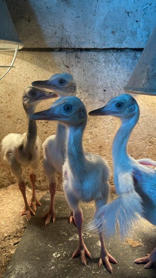 Nandoe kuikens, Dieren en Toebehoren, Pluimvee, Overige soorten, Meerdere dieren