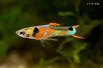 Guppies Endler, Animaux & Accessoires, Poissons | Poissons d'aquarium, Poisson, Poisson d'eau douce