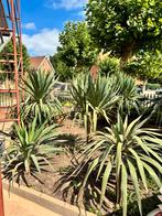 Yucca, Tuin en Terras, Planten | Tuinplanten, Ophalen