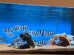 Jonge groep frontosa blue Zaire moba