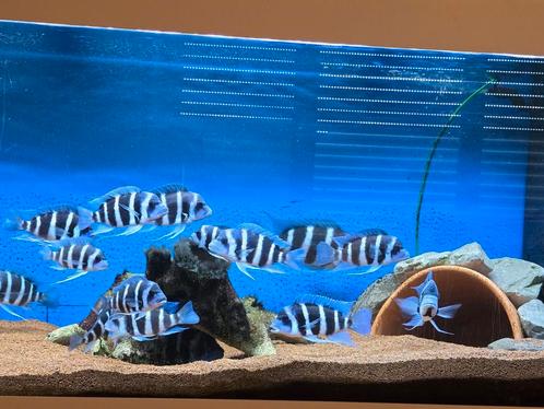 Jonge groep frontosa blue Zaire moba, Dieren en Toebehoren, Vissen | Aquariumvissen