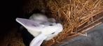 Lieve reuze lotharinger, Dieren en Toebehoren, Konijnen, Meerdere dieren, Groot, 0 tot 2 jaar