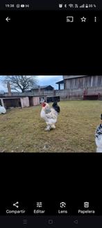 Columbia Brahma haan, Dieren en Toebehoren, Pluimvee