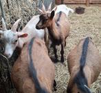 Melkgeiten, Dieren en Toebehoren, Schapen, Geiten en Varkens, Meerdere dieren, Geit, 0 tot 2 jaar