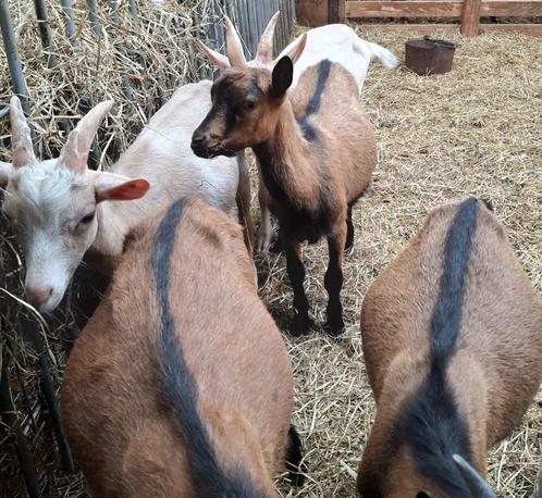 Melkgeiten, Dieren en Toebehoren, Schapen, Geiten en Varkens, Geit, Meerdere dieren, 0 tot 2 jaar