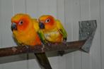 Geschikt voor allerlei soorten vogels...