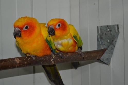 Geschikt voor allerlei soorten vogels..., Dieren en Toebehoren, Vogels | Overige Vogels