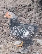 Cochin kriel haantje, Dieren en Toebehoren, Pluimvee
