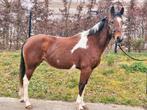 4 jarige D pony, Dieren en Toebehoren, Merrie
