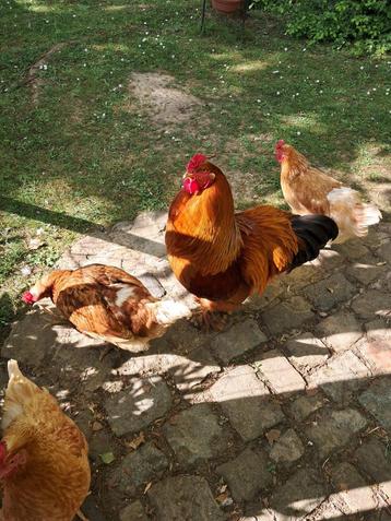 Beau jeune coq à donner, Mâle, Domestique