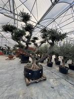 Olijfboom ponpon XXL, Jardin & Terrasse, Plantes | Arbres, Plein soleil, Été, 250 à 400 cm, Enlèvement