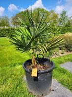 palmboom winterhard - trachycarpus fortunei - eigen kweek 5, Tuin en Terras, Planten | Bomen, In pot, Ophalen, Palmboom
