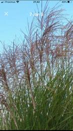 Siergras Miscantus, Tuin en Terras, Ophalen of Verzenden