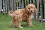 Prachtige cockapoo pups (abrikoos/rood), Dieren en Toebehoren, België, Overige rassen, CDV (hondenziekte), 8 tot 15 weken