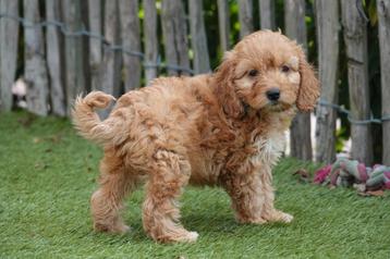 Prachtige cockapoo pups (abrikoos/rood) beschikbaar voor biedingen