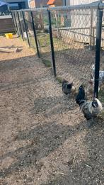 Mooi koppel Ayam Cemani kippen, Dieren en Toebehoren, Meerdere dieren, Kip