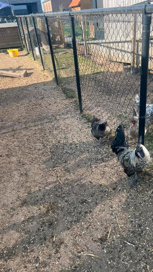 Mooi koppel Ayam Cemani kippen, Dieren en Toebehoren, Pluimvee, Kip, Meerdere dieren