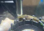 Borstelneus meerval, Dieren en Toebehoren, Vissen | Aquariumvissen, Vis