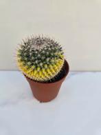 Mammillaria magnimamma f. variegata, Verzenden