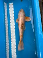 Gratis 60 cm koi, Dieren en Toebehoren, Karper of Koi