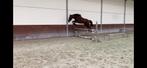 4 jarige merrie, Dieren en Toebehoren, Paarden, Merrie, Springpaard, Gechipt, 3 tot 6 jaar
