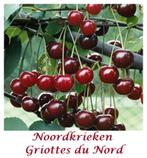 KRIEKENBOMEN (MORELLEN): oa NOORDKRIEKEN, SCHAARBEEKSE KRIEK, Tuin en Terras, Planten | Tuinplanten, Volle zon, Vaste plant, Ophalen of Verzenden