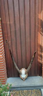 Prachtig gewei van sabel antilope, Verzamelen, Ophalen, Zo goed als nieuw, Wild dier, Gewei of Kop
