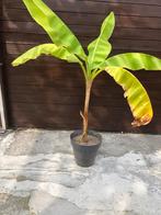 Bananen plant, Ophalen