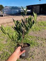 Overstock Prunus otto Luyken 40/50 pot 1.5L, Tuin en Terras, Planten | Struiken en Hagen, Ophalen, Laurier, Struik, Minder dan 100 cm