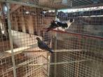 Grands pigeons à viande, Animaux & Accessoires, Oiseaux | Pigeons, Sexe inconnu, Boulant