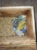 Grasparkieten, Dieren en Toebehoren, Vogels | Parkieten en Papegaaien