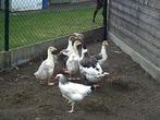 ganzen, Meerdere dieren, Gans of Zwaan