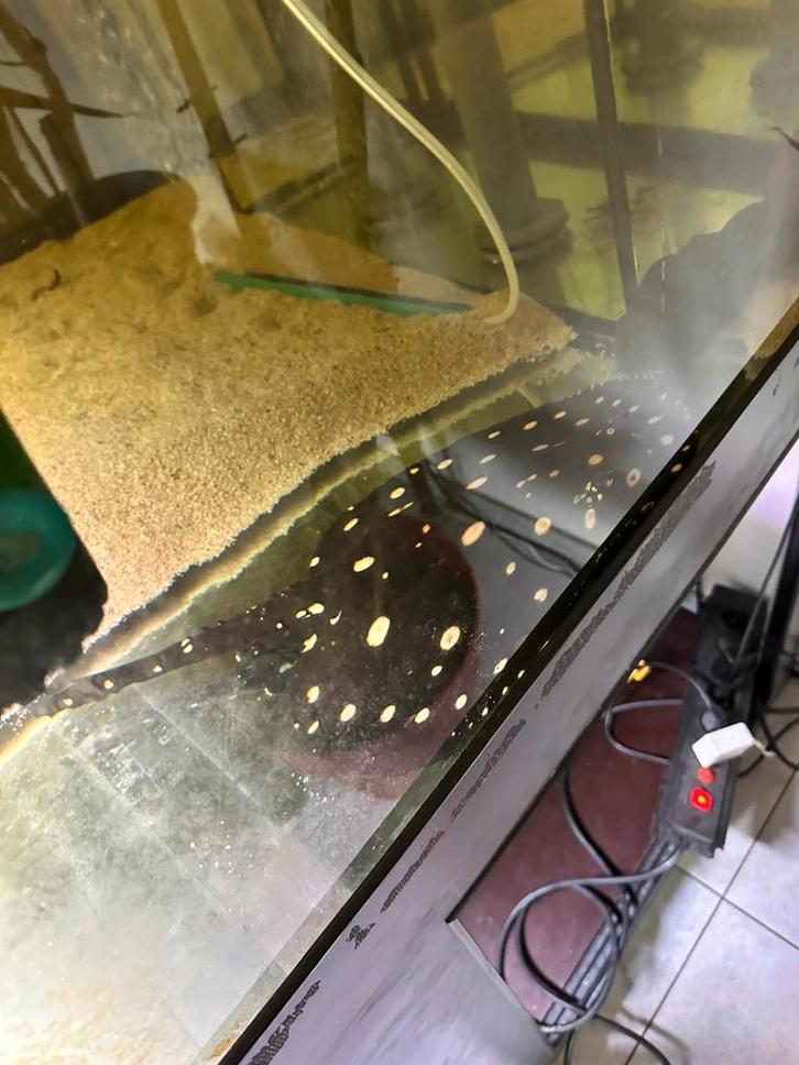 Verschillende soorten vissen zelf uitkiezen, Dieren en Toebehoren, Vissen | Aquariumvissen