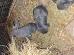 Dwergkonijntjes, Dieren en Toebehoren, Konijnen