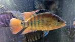 Red terror cichlide, Zoetwatervis