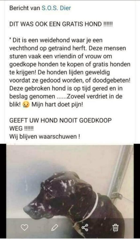 SOS cruauté envers les animaux cruauté envers les animaux, Animaux & Accessoires, Caisses pour chiens, Neuf, Enlèvement ou Envoi