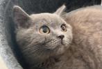 Brits korthaar kittens, Dieren en Toebehoren, Meerdere dieren, Gechipt, 0 tot 2 jaar